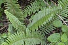 Nephrolepis brownii